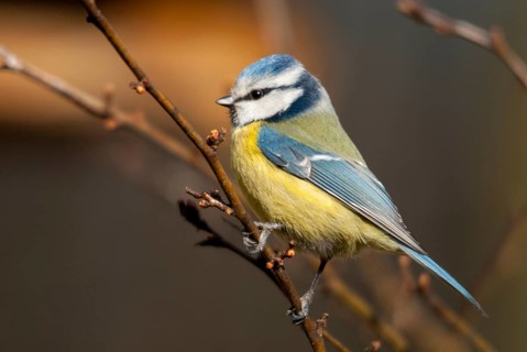 Blue tit, parus caeruleus, birds, tits, passeri, songbirds, songbirds, tits, birds