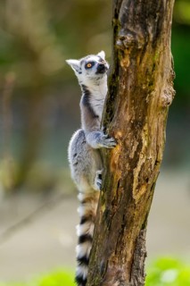 Ring-tailed lemur (Lemur catta) climbing in a tree, captive, Germany