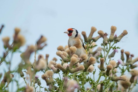 European goldfinch (Carduelis carduelis) adult bird on a Creeping thistle (Cirsium arvense) plant
