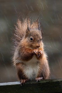Red squirrel (Sciurus vulgaris) adult animal feeding on a nut on a fence in a rain storm, England,