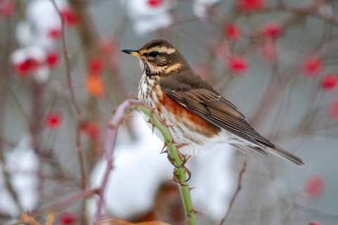 Dog rose, redwing, pink canina, rosaceae, rose family, redthrush, turdus iliacus, autumn, birds,