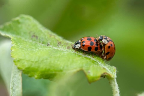 Asian ladybeetle, Asian ladybird, coccinellidae, coccinellinae, harlequin ladybird, harmonia