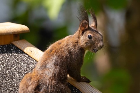Eurasian red squirrel (Sciurus vulgaris), melanistic animal, also known as black squirrel, standing