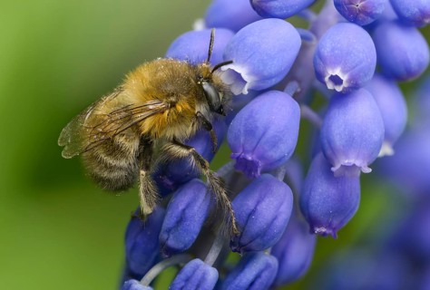 Anthophora acervorum, anthophora plumipes, apidae, bees, spring fur bee, common fur bee,