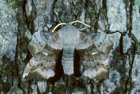 Laothoe populi, poplar swarmers, sphingidae, butterfly, insects, moths, moths, moths, poplar