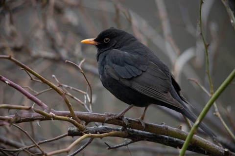 Blackbird, Turdus Merula, Birds, Male, Male, Passeri, Songbirds, Birds