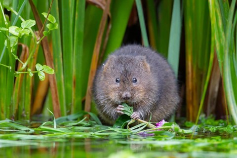 Water vole (Arvicola amphibius) adult rodent mammal feeding on the edge of a reedbed in a pond,