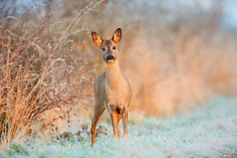 European roe deer (Capreolus capreolus), a doe in a meadow covered in hoarfrost, North