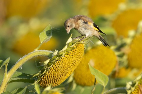 European goldfinch (Carduelis carduelis) juvenile garden bird on a Sunflower (Helianthus annuus)