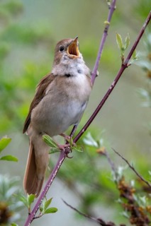 Brandenburg, Germany, Luscinia megarhynchos, Nabu project, nightingale, national natural heritage,