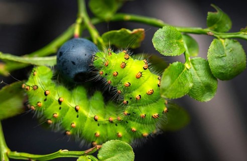 Emperor Moth, Little Peacock Eye, Saturnia Pavonia, Butterfly, Inchworm, Insects, Moths, Moths,