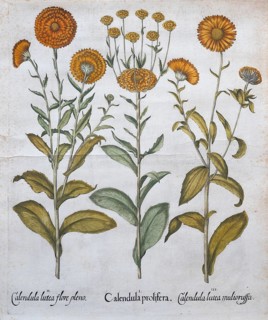 Marigold, garden marigold (Calendula officinalis), medicinal plant, hand-coloured copperplate