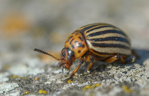 Leaf beetle, chrysomelidae, Colorado beetle, Colorado potato beetle, potato beetle, leptinotarsa