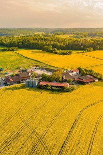 Aerial view of yellow fields and a farm in a hilly landscape, Gechingen, Hecken and Gäu region,