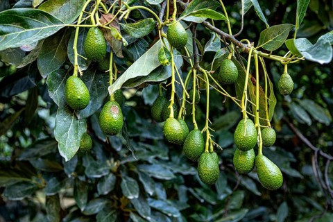 Avocado fruits (Persea americana) ripen on a tree, avocado cultivation, the Andes, southern Peru,