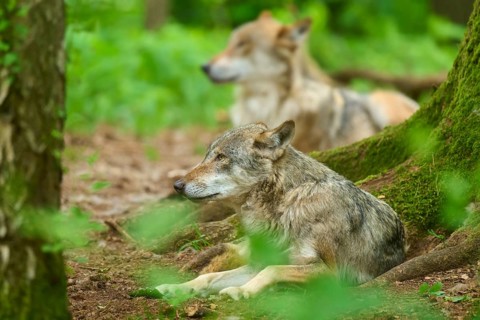 A wolf lies relaxed in a mossy forest, with another in the background, summer, wolf (Canis lupus),