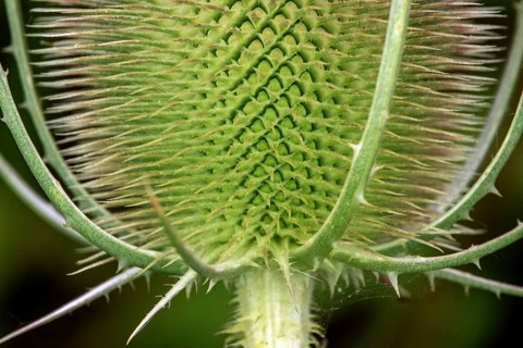 Wild teasel (Dipsacus fullonum), close-up, Baden-Württemberg, Germany