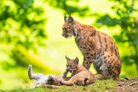 Eurasian lynx (Lynx lynx) mother with her youngsters (cubs) in a forest, Bavaria, Germany