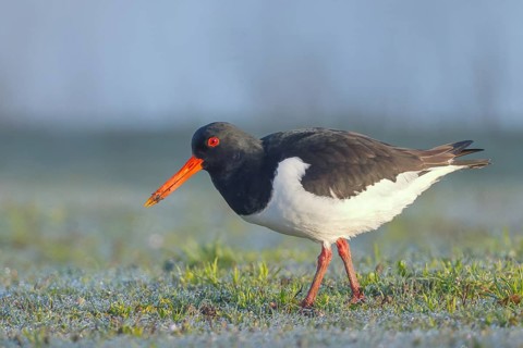 Oystercatcher (Haematopus ostralegus), adult wading bird foraging on grass, wildlife, nature