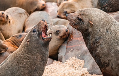 Male fur seals fighting for territory, Cape fur seal (Arctocephalus pusillus), Cape Cross, Atlantic