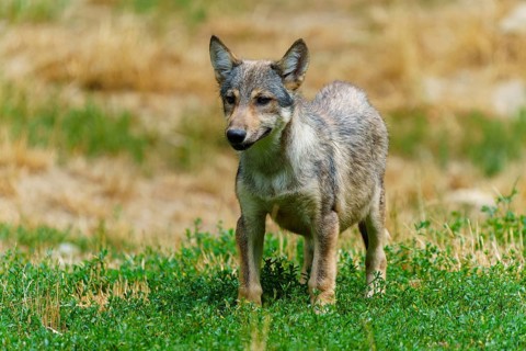 Timberwolf, wolf, American wolf (Canis lupus lycaon), Germany. A young wolf stands curiously in a