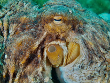 Close-up of a Common Octopus (Octopus vulgaris), showing the detailed texture of its skin and its