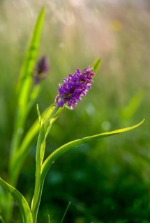 Dactylorhiza incarnata, flesh-colored orchid, orchidaceae, orchids, orchid family, stiff-leaf