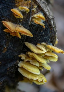 Claudopus nidulans, crepidotus jonquilla, orange sapling, panus nidulans, phyllotopsis nidulans,