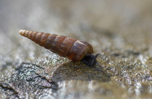 Bulbous sphincous snail, macrogastra ventricosa, sphincous snail, gastropod, mollusca, snails,