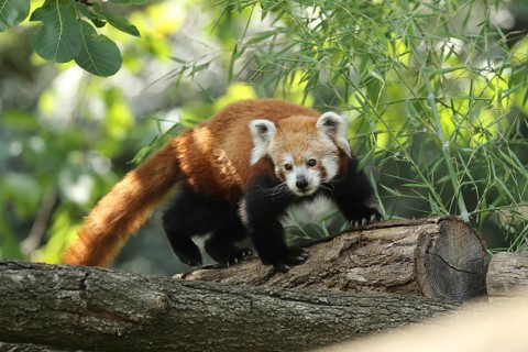 Red panda on a branch, with rays of sunlight filtering through the dense foliage, red panda or cat