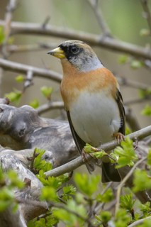 Mountain finch, brambling, fringilla montifringilla, birds, high size, portrait format, passeri,