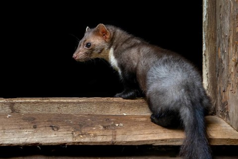 Beech marten, stone marten (Martes foina) in window frame entering its nest in wooden barn, farm