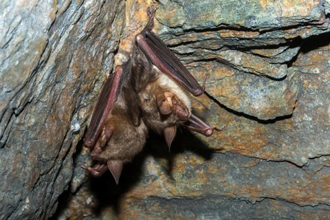 Greater mouse-eared bat, mouse-ear, myotis myotis, bats, chiroptera, bats, mammals, mammals, winter
