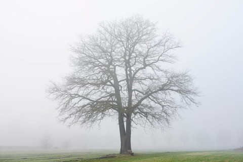 English oak (Quercus robur, Quercus pedunculata) in fog, North Rhine-Westphalia, Germany