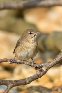 Garden Warbler, Garden Warbler, Sylvia Borin, Birds, High Size, Portrait, Passeri, Songbirds, Birds