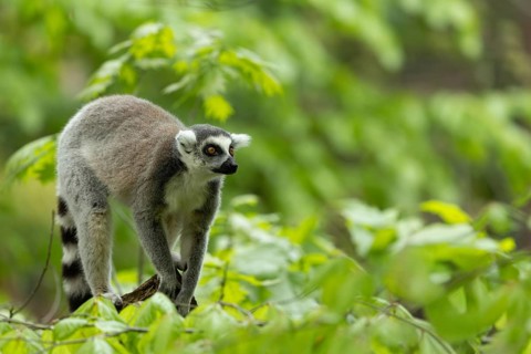 A lemur stands upright amidst green vegetation, a seated ring-tailed lemur (Lemur catta) on a