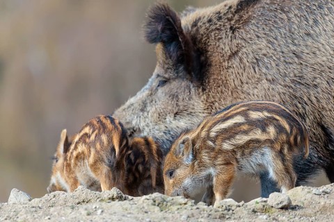 A group of young wild boars (Sus scrofa) and an adult are foraging for food on a sunny day in a dry