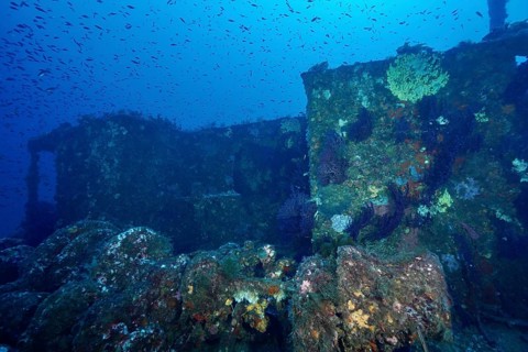 Large shipwreck with corals and schools of fish, Le Grec wreck dive site, Giens Peninsula, Provence