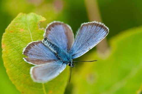 Argus blue, plebeius argus, silver-studded blue, butterfly, insects, butterfly, butterflies