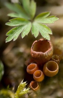 Anemone cup, mug, dumontinia tuberosa, common anemone cup, sclerotinia tuberosa, sclerotic cup,