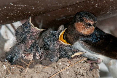 Hirundo rustica, house martin, swallow, birds, breed, brood, adolescent, young animal, juvenile,