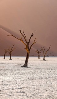 Red sand dunes and white salt pan with dead trees, Dead Vlei, Namib Desert, Namib Naukluft Park,