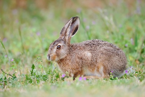 European hare (Lepus europaeus), North Rhine-Westphalia, Germany
