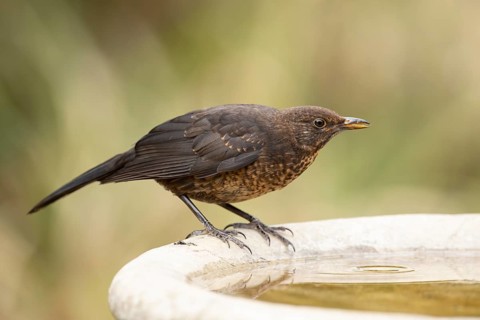 Eurasian blackbird (Turdus merula) adult garden bird drinking from a water bird bath, England,