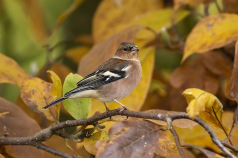 Chaffinch (Fringilla coelebs) adult male garden bird in a magnolia tree with autumn colour leaves,