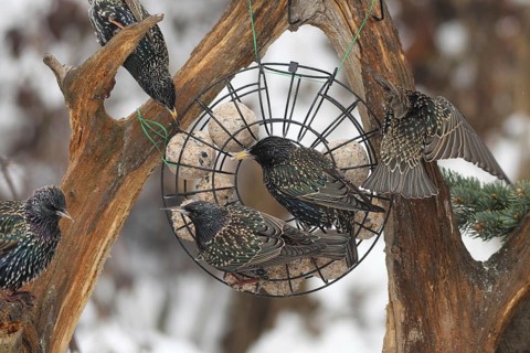 Starling (Sturnus vulgaris) at winter feeding in the forest, Allgäu, Bavaria, Germany, Allgäu,