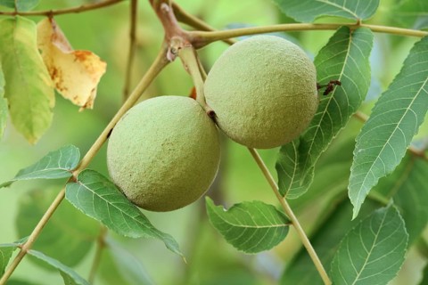 Black walnut tree (Juglans nigra), fruit on the tree, Haut-Rhin, Alsace, Grand Est, France