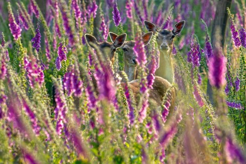 European fallow deer (Dama dama) three foraging does, females hiding in grassland, meadow with