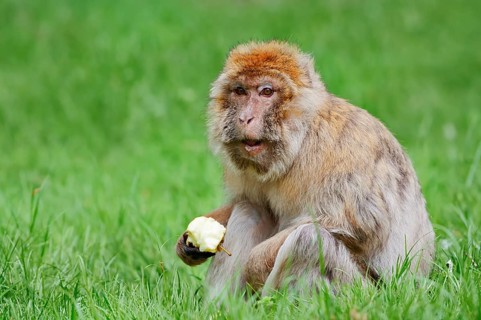 Barbary macaque or magot (Macaca sylvanus), female sits in a meadow and eats an apple, found in