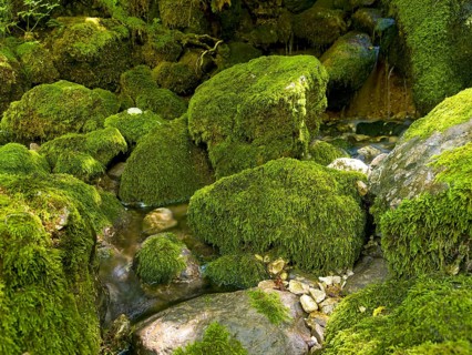 Mossy rocks, Soca, Triglav National Park, Slovenia